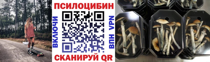 Купить закладки  Ефремов  Псилоцибиновые грибы GOLDEN TEACHER 